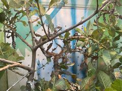 -上海大自然野生昆虫馆(东方明珠·爬宠昆虫探索中心)