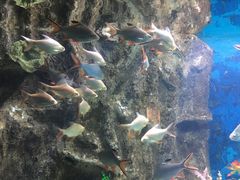-苏州海洋馆