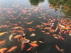 -西湖外事游船(花港观鱼码头)