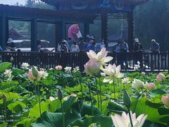 -莲花池公园