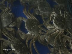 -阳澄湖大闸蟹·琼灵阁牌品牌连锁(吴中总店)