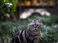 -龙华寺