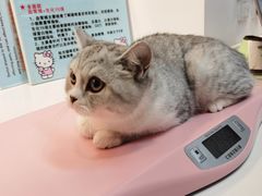 -御宝贝·A梦猫科宠物医院(国际猫友好医院)