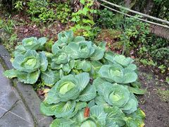 -腾冲云峰山