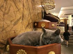 -more than meow吴止猫主题餐厅(承德 中船汇店)