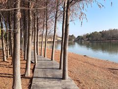 -合肥滨湖国家森林公园