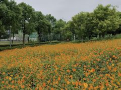 -洋湖国家湿地公园