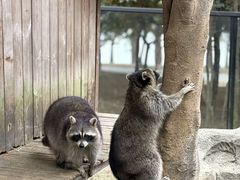 -佛冈森波拉度假区