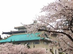 -武汉大学-樱园