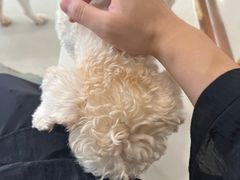 -共舞时光猫咖·狗咖(新街口店)
