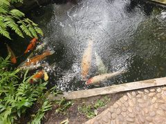 -Fern Forest Cafe