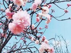 -天适樱花悠乐园