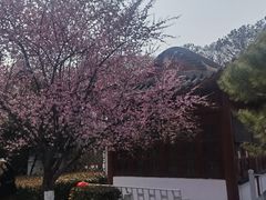 -东湖磨山景区樱花园-停车场