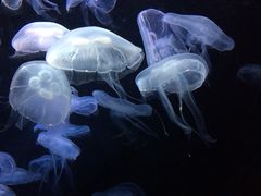 -新加坡海洋生态馆