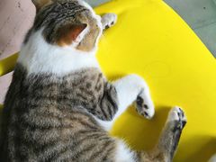 -喵屿·大理花园猫咖