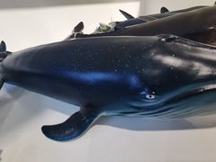 -沙沙哗啦海洋馆(华宇百花谷店)