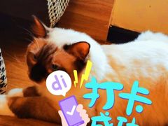 -滚猫咖啡·猫咖·猫友好撸猫(未来城店)
