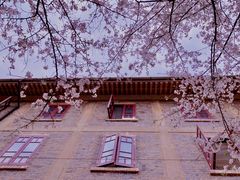 -武汉大学-樱园