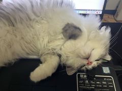 -lincat·猫舍(广州店)