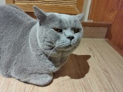 -有猫主题·治愈系猫咖(曾厝垵店)