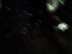 -怀托摩萤火虫洞