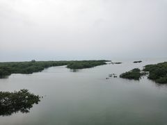 -北海金海湾红树林生态旅游区