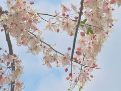 -深圳国际园林花卉博览园