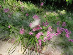 -合肥滨湖国家森林公园