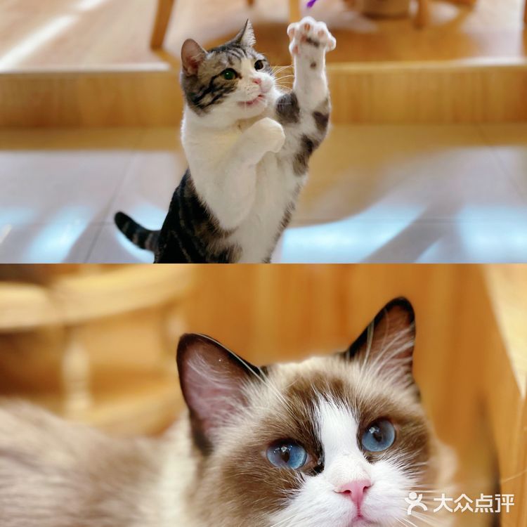 西安首家丨别墅级超大型×品质猫舍×在线撸猫🐱