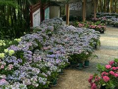 -广西壮族自治区药用植物园