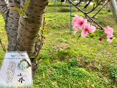 -天适樱花悠乐园