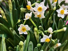 -双季花艺园艺市场(浦东店)