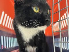 -纳吉亚猫专科动物诊疗中心(蒋宅口分院)