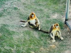 -西霞口神雕山野生动物世界