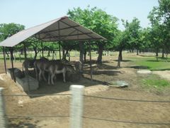 秦岭动物园-西安秦岭野生动物园