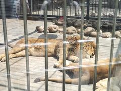 -青岛动物园