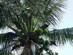 -三亚南山文化旅游区