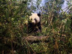 -陕西自然博物馆