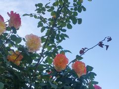 -南翠屏公园