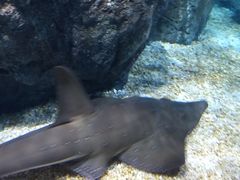 -暹罗海洋世界