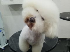 -八公叔叔宠物美容连锁(春申店)