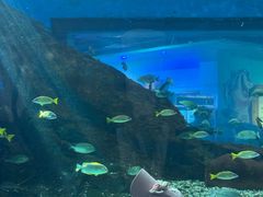 -海合安武汉极地海洋公园