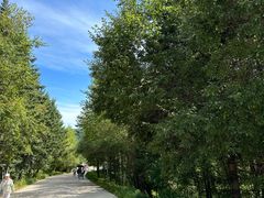 -五营红松林海景区