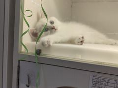 -lincat·猫舍(广州店)