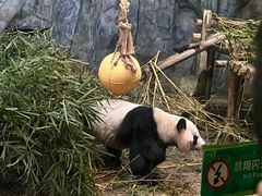 -深圳野生动物园