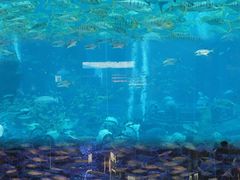 -三亚亚特兰蒂斯度假区