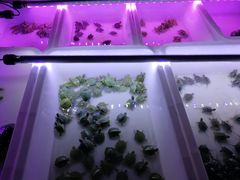 -中环花鸟鱼虫市场