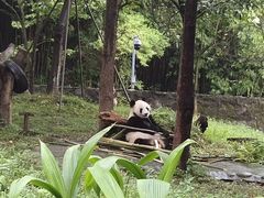 -都江堰中华大熊猫苑