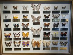 -上海昆虫博物馆