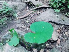 -王顺山国家森林公园